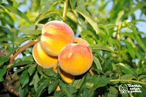 Tierra Color y Sabor - Fruta fresca - Melocotón